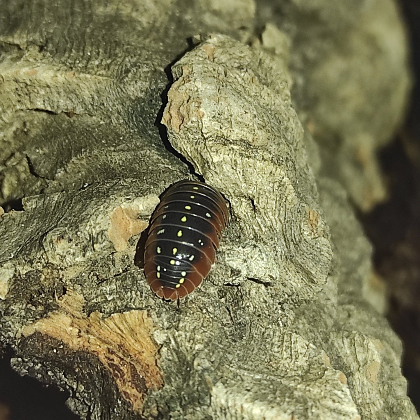 Armadillinium kluggi lot de 5