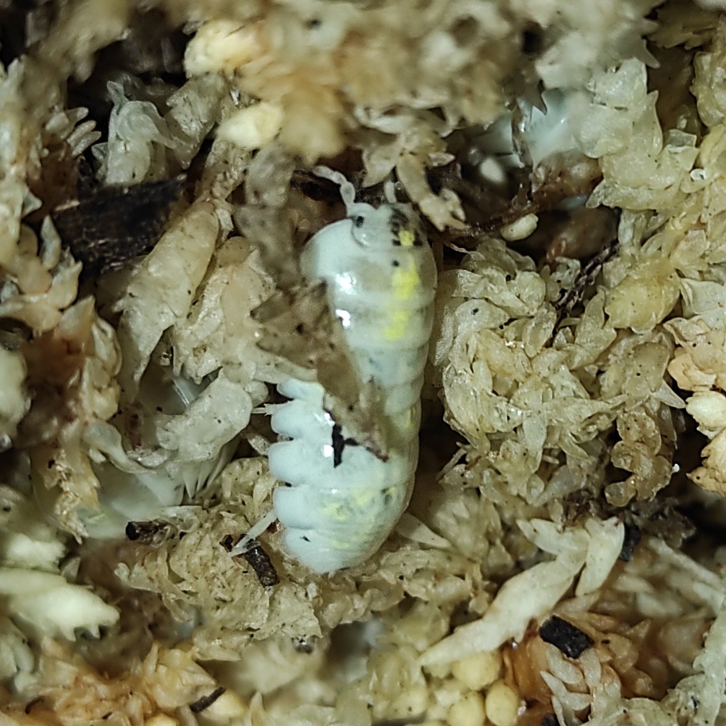 Armadillidium vulgare "Magic Potion"🇫🇷