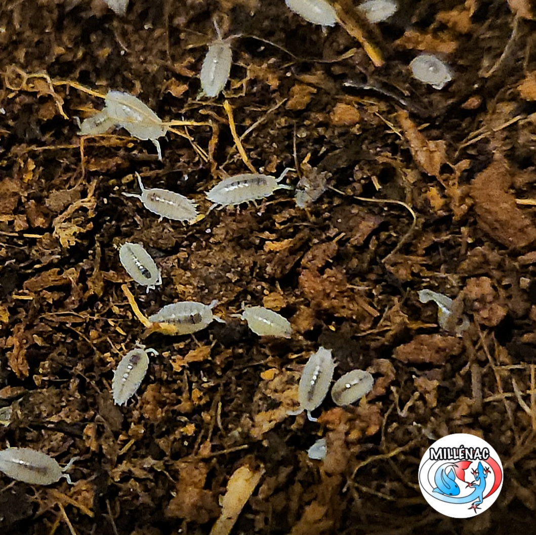 Cloportes tropicaux (Trichorhina tomentosa)