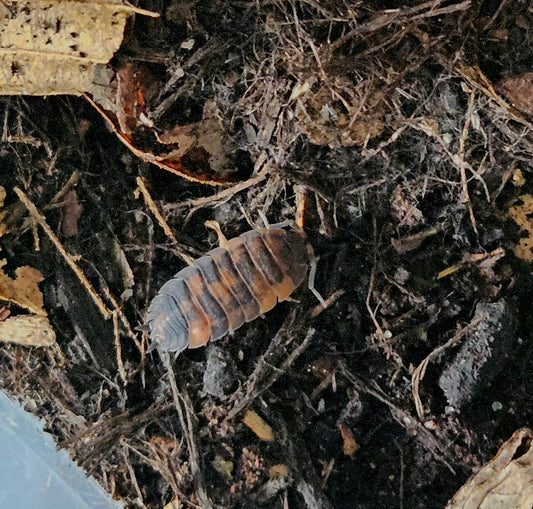 Porcellio scaber Lava