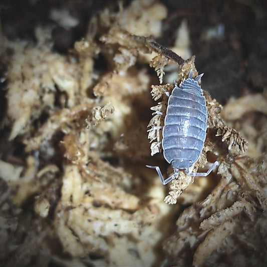 Porcellionides pruinosus "powder blue" (lot de 5)