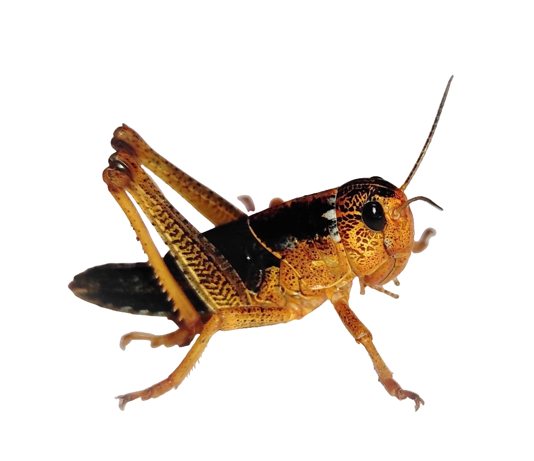 Locusta migratoria